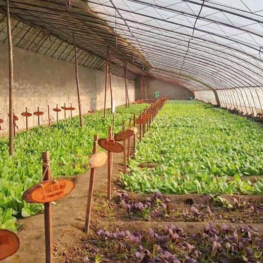 斑马农场-蔬菜地主卡-送礼就送健康财（菜） 商品图1