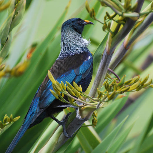 怀拉基高尔夫球场与保护区 Wairakei Golf + Sanctuary  | 陶波高尔夫球场 | 新西兰高尔夫球场俱乐部 | 北岛 商品图7