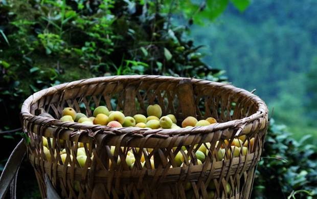 酸梅汤为什么有烟熏味