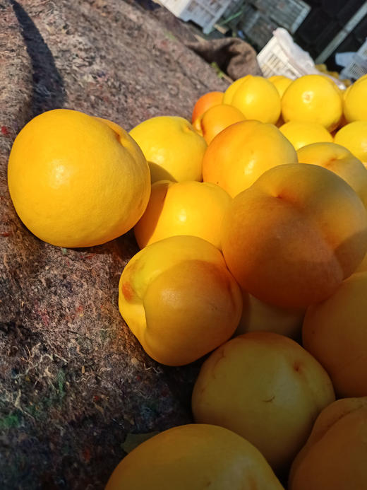 黄橘油油桃 大果 降低胆固醇 促消化 健康生活每一天 5斤包邮装