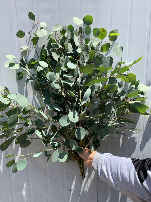 苹果圆叶尤加利