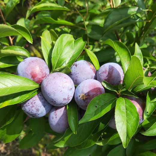 贵州遵义余庆新鲜李子脱骨李脆红李新鲜水果2500g/箱包邮李子