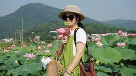 荷塘中的美景美色