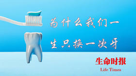 为什么我们一生只换一次牙