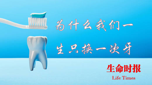 为什么我们一生只换一次牙 商品图0