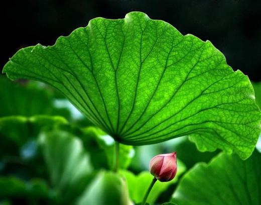 这东西真能减F？ 商品图0