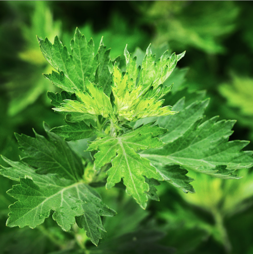 500g袋装野生艾草包 南阳干艾叶泡脚泡澡艾叶包 批发艾绒艾叶艾草