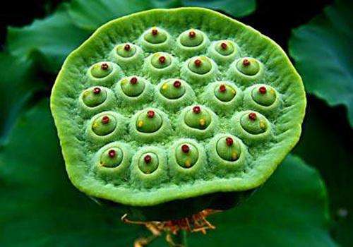 天然的平民补品