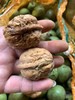 新鲜核桃3斤装 商品缩略图1