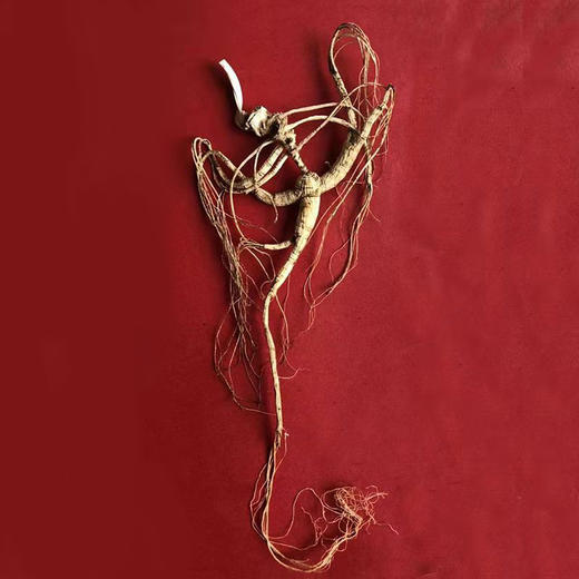 正安 野山参 长白山直采人参 给身体进补 高端礼品 长辈赠礼好物 赞安原材 干参15年/20年【不可用券】【预售至3天后发货】 商品图2