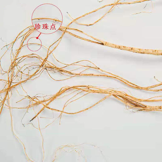 正安 野山参 长白山直采人参 给身体进补 高端礼品 长辈赠礼好物 赞安原材 干参15年/20年【不可用券】【预售至3天后发货】 商品图4