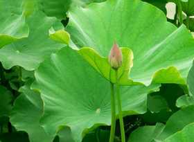 荷叶居然是妇科良药