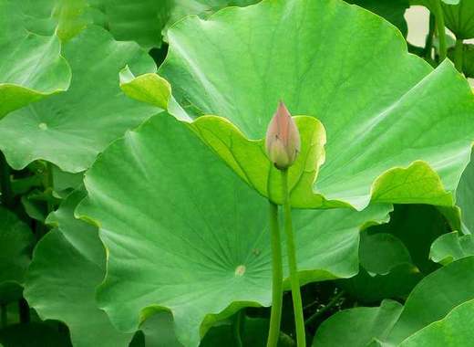 荷叶居然是妇科良药 商品图0