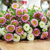 【周四团购】5枝混搭翠菊39.9元 2人拼团 商品缩略图3