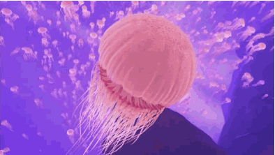 8/24上海自然博物馆"海洋精灵"水母机器人研学活动