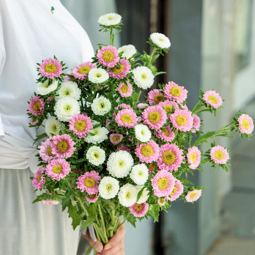 【周四团购】5枝混搭翠菊39.9元 2人拼团 商品图2