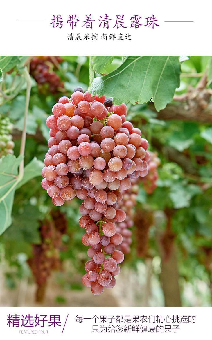 新疆玻璃脆翠葡萄弗雷 900-1000g/份