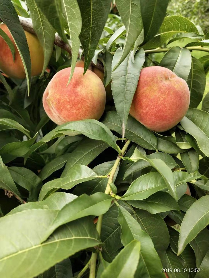 超越二号毛桃 默认京东包邮