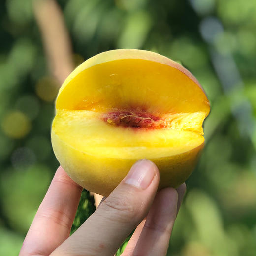 麻阳红心黄桃|脆爽桃味足,你家楼下可买不到