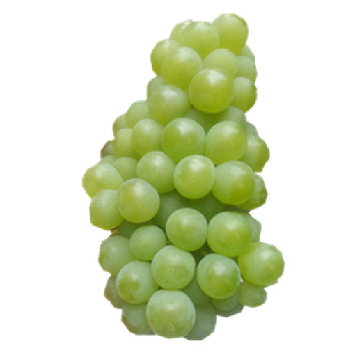 龙二大青葡萄 商品图1