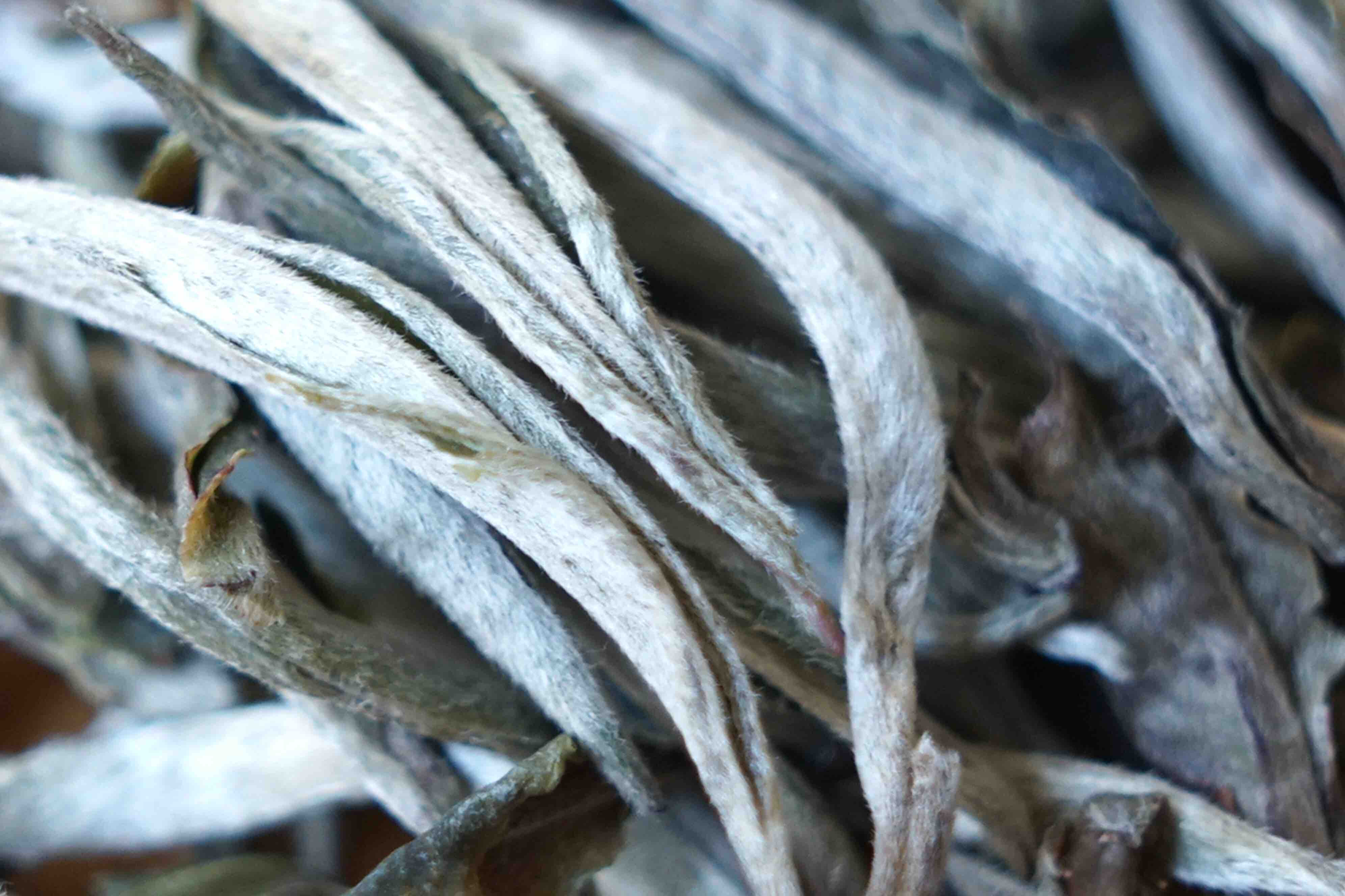 19年冰岛古树白茶,精选明前一芽二叶古树白茶,pk福鼎牡丹级,收藏潜力