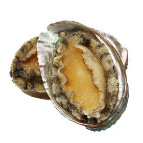 海装源活冻鲍鱼【冷冻产品不退不换】