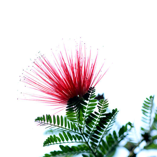 植觉 稀有植物 日本姬合欢