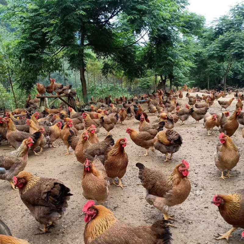 【有机】华禾农场 山林散养 清远麻鸡