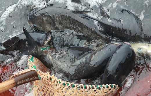 千岛湖包头鱼(生态活鱼) - 西湖旅游