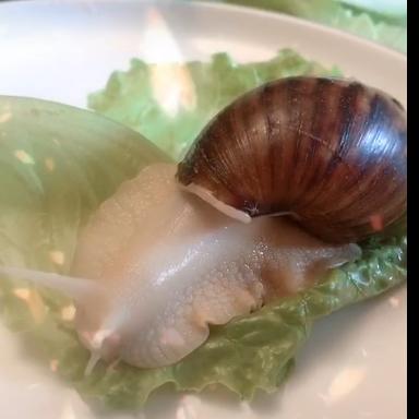 【白玉大蜗牛】 商品图4