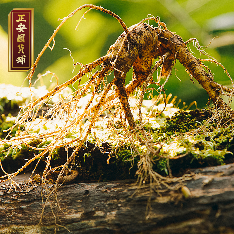 普通的旱山芪图片图片