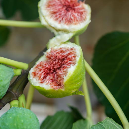 8月28日食安早报：那些长了好多角的“八角”千万别吃！ 商品图0