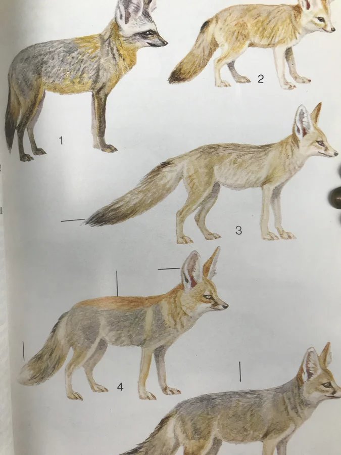 非洲哺乳动物图鉴 44页彩色插图 精装大32开