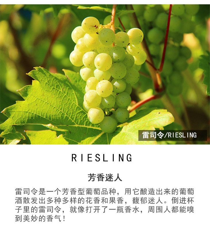 雷柏行莱茵高雷司令珍藏白葡萄酒 Rebhang Rheingau Riesling kabinett招商价格(德国 莱茵高 巴尔塔萨尔雷司酒庄)