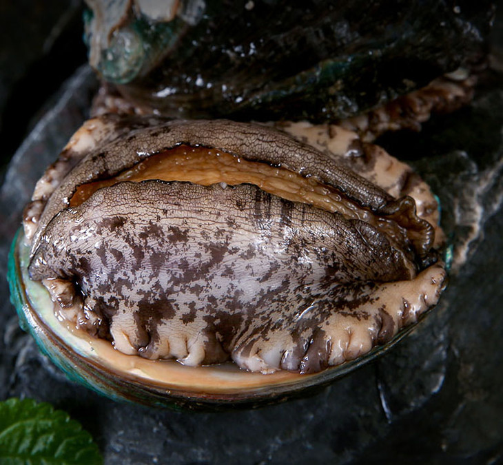 鲜活鲍鱼7头鲍个拍下即杀不杀要备注