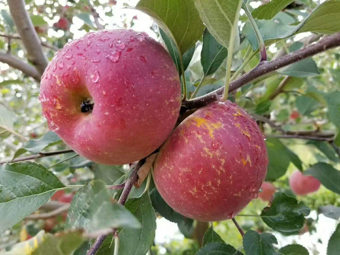 云南昭通野生丑苹果