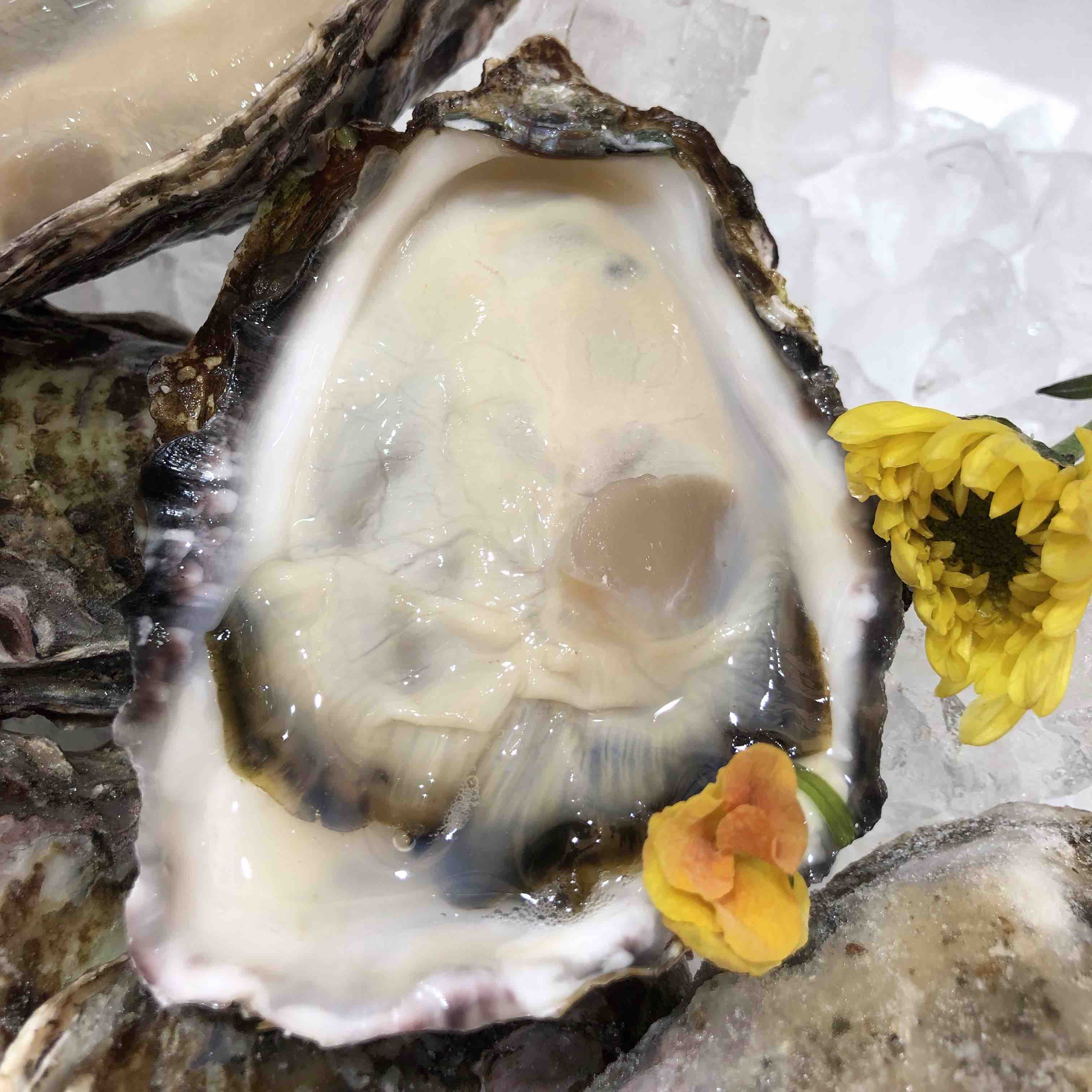 冷冻日本生蚝运费顺丰到付