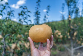 9月5日食安早报：节食不会让胃变小，长期饥饿对胃不好