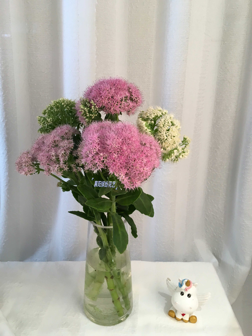 精品平顶景天白粉混搭5支19.9元秒杀,支持当日到店自提. - 襄阳鲜花网