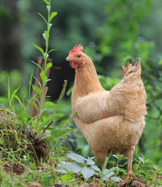 正宗土鸡鲜嫩有营养冷鲜真空包装江浙沪顺丰包邮
