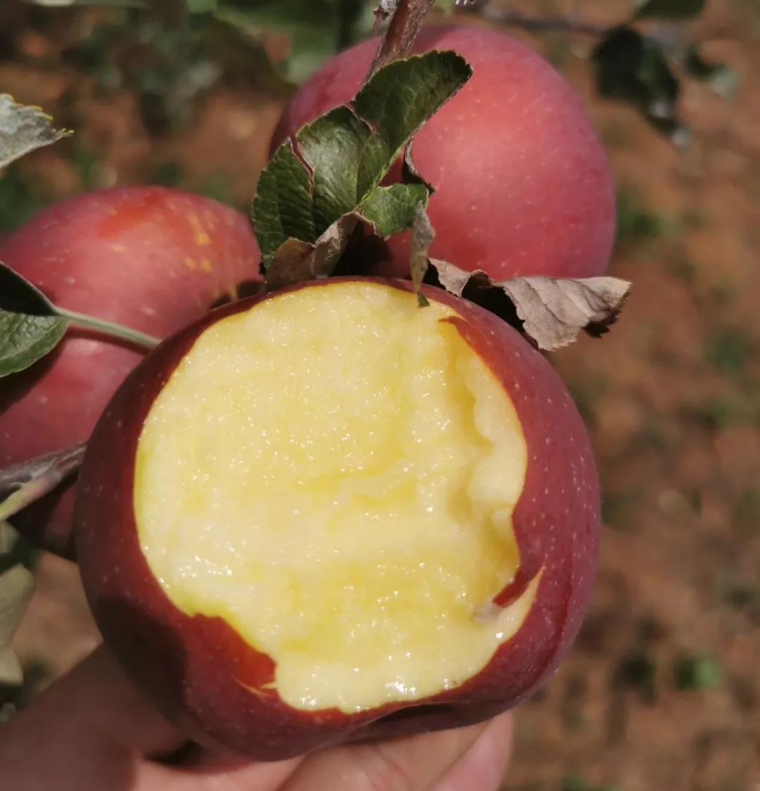 大凉山红将军溏心苹果,无污染,不打蜡,放心吃