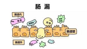  【为肠之道】关于肠漏的10条金句！ 