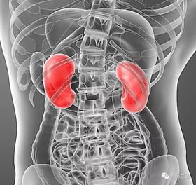  【为肠之道】揭开肾癌的五层面纱 -脂肪到底有什么意义 