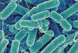  【为肠之道】多形拟杆菌，一个影响你体重的肠道细菌 