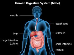  【为肠之道】医学新观点 – 人体的超级系统：消化道系统 