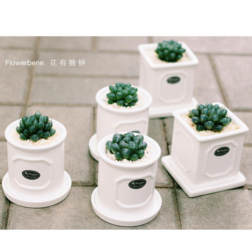 【周四团购】玉露盆栽 2人拼团 商品图0