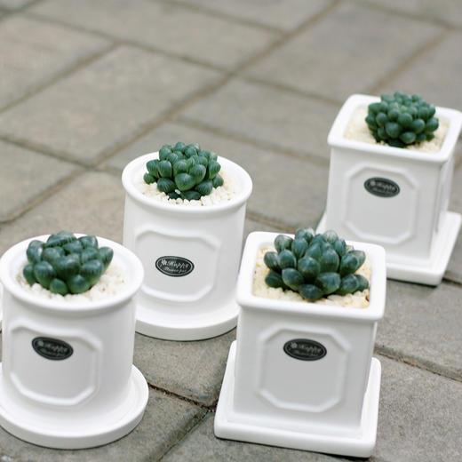 【周四团购】玉露盆栽 2人拼团 商品图4