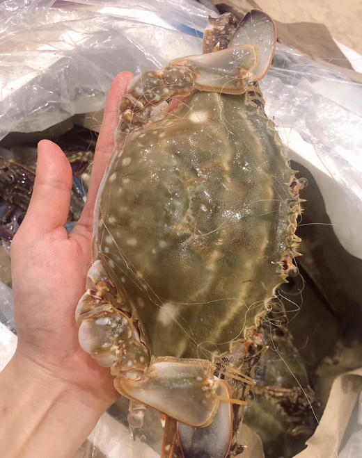 舟山小娘蟹,一箱4斤,15只左右.周五10点可提货!