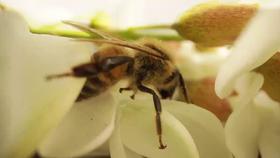 蜂蜜波美度与自然成熟蜜 