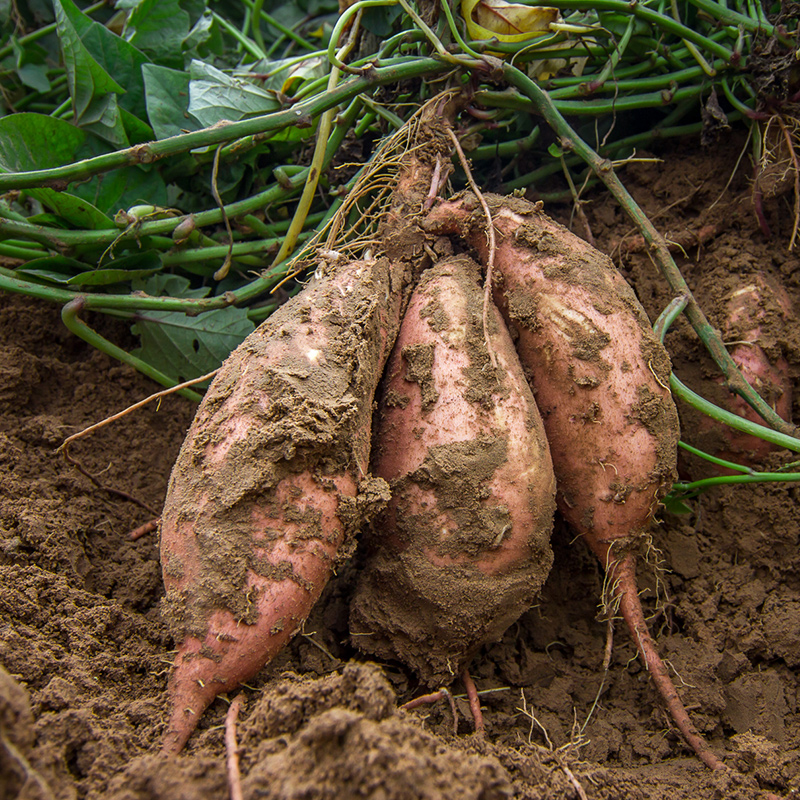 山地甘薯陕北黄土高原晚熟品种甜腻可口的红薯现挖现发